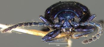 Media type: image;   Entomology 25030 Aspect: head frontal view